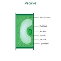 un' maturo cellula vacùolo. biologia concetto. vacùolo. vettore