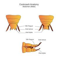 scarafaggio anatomia, addome parti. biologico illustrazione. etichettato diagramma di scarafaggio. vettore
