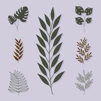 sette icone botaniche vettore