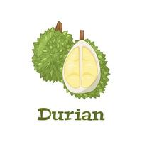estate tropicale frutta per salutare stile di vita. durian, totale frutta e pezzo. vettore illustrazione icona isolato su bianca.