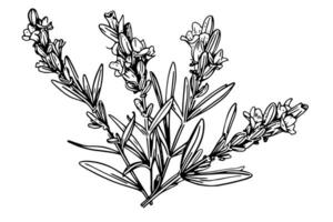 floreale botanico lavanda fiore mano disegnato inchiostro schizzo. vettore incisione illustrazione.