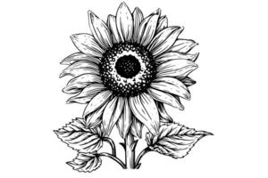 vettore incisione stile disegno vettore illustrazione di girasole. inchiostro schizzo.