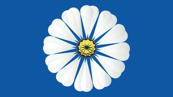 blu sfondo realistico camomilla fiori, blu sfondo bianca margherita fiore design vettore
