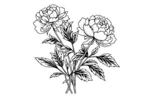 peonia fiore e le foglie disegno. vettore mano disegnato inciso inchiostro illustrazione
