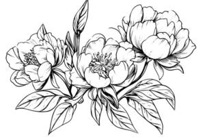 peonia fiore e le foglie disegno. vettore mano disegnato inciso inchiostro illustrazione