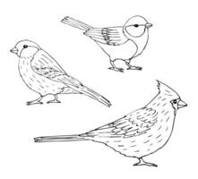 vettore impostato fascio di nero mano disegnato uccelli