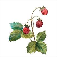 impostato di selvaggio fragole acquerello. disegnato a mano acquerello illustrazione. fresco rosso frutti di bosco. verde foglie, brunch vettore