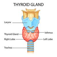 illustrazione dell'educazione medica disegno grafico della ghiandola tiroide umana per lo studio della biologia vettore