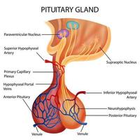 illustrazione della sanità e dell'educazione medica disegno grafico della ghiandola pituitaria umana per lo studio della biologia scientifica biology vettore