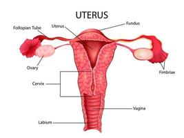 illustrazione della sanità e dell'educazione medica disegno grafico dell'utero femminile umano parte del sistema riproduttivo per lo studio della biologia scientifica biology vettore