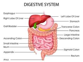 illustrazione della sanità e dell'educazione medica disegno grafico del sistema digestivo umano per lo studio della biologia scientifica vettore