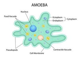 illustrazione della sanità e dell'educazione medica disegno grafico dell'ameba per lo studio della biologia scientifica biology vettore