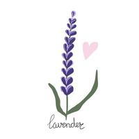 fiore di lavanda disegnato a mano. illustrazione piatta moderna. vettore