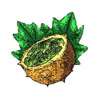 dolce kiwano schizzo mano disegnato vettore