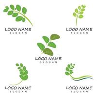 modello di logo foglia di moringa simbolo di vettore natura