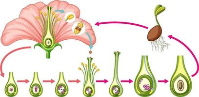 diagramma che mostra le parti del fiore vettore