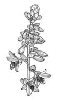 realistico lineare hosta fiore grafica con le foglie e mini cuffie, moderno digitale arte. design elemento per decorazione stampato prodotti, inviti, cartoline. vettore