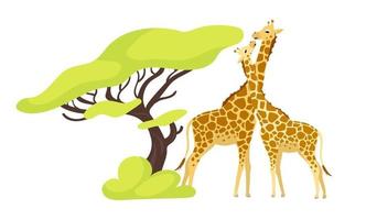 giraffa coppia colore piatto illustrazione vettoriale. coppia di animali africani vicino all'albero esotico. flora e fauna. fogliame verde. personaggio dei cartoni animati isolato creatura del sud su sfondo bianco vettore