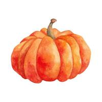 arancia autunno zucca. un' naturale, salutare Prodotto per il autunno vacanze. azienda agricola biologico verdure. acquerello illustrazione. mano disegnato isolato arte. vettore