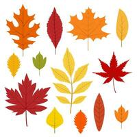 autunno le foglie collezione. colorato foglie nel cartone animato stile. isolato vettore illustrazione su bianca sfondo.