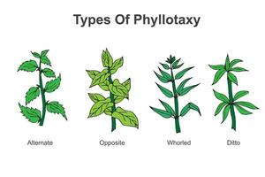 tipi di fillotassi. vettore