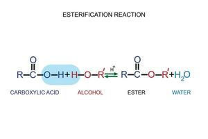 conversione di carbossilico acidi per esteri utilizzando acido e alcoli. esterificazione reazione. chimica concetto. biologico chimica. vettore