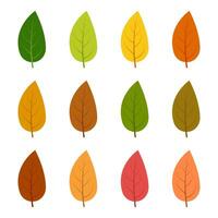 impostato di dodici autunno le foglie nel diverso autunno colori. vettore illustrazione.