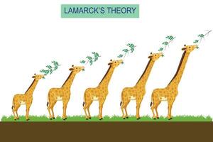 Lamarck teoria di Evoluzione di di giraffa collo durante loro tutta la vita. vettore