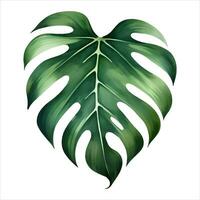 Monstera foglia isolato dettagliato mano disegnato pittura illustrazione vettore