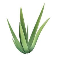 aloe Vera pianta isolato dettagliato mano disegnato pittura illustrazione vettore