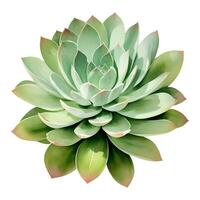 succulento pianta superiore Visualizza isolato dettagliato mano disegnato pittura illustrazione vettore