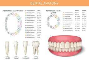 umano denti anatomia vettore