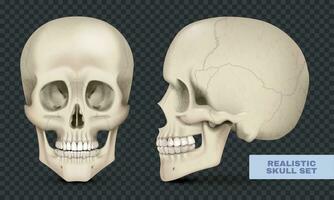 realistico cranio impostato vettore