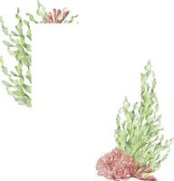 telaio di mare impianti, corallo acquerello illustrazione isolato su bianca sfondo. rosa agar agar alga marina, laminaria mano disegnato. design elemento per pacchetto, etichetta, pubblicità, carta, marino collezione vettore