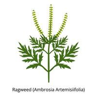 ambrosia Ambrosia artemisiifolia. pianta allergene. di stagione allergia per fioritura. vettore