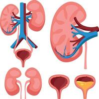 dettagliato illustrazione di urinario sistema Compreso reni, ureteri e Vescica urinaria per medico studia e insegnamento Materiale isolato su bianca sfondo vettore