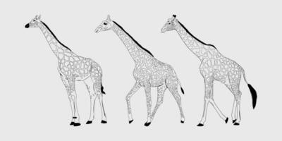 giraffa nero silhouette, giraffa vettore schema disegno, giraffa vettore nero e bianca