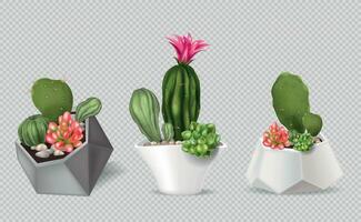 cactus pentole realistico composizioni vettore