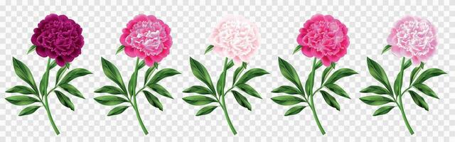 realistico peonie impostato vettore