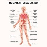 circolazione umana sistema sanguigno, cardiovascolare, vascolare e arterioso vettore