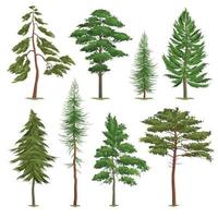 alberi di pino realistici impostano illustrazione vettoriale