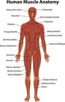 anatomia del muscolo umano con anatomia del corpo vettore