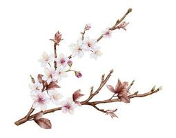 acquerello magenta ciliegia fiori fioritura su il rami vettore