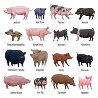 set di icone di maiale illustrazione vettoriale