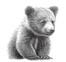 poco orsacchiotto orso schizzo mano disegnato nel scarabocchio stile vettore illustrazione