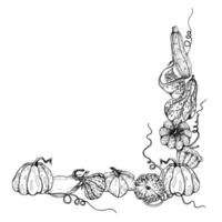 mano disegnato inchiostro vettore zucca zucca schiacciare. schizzo illustrazione arte per ringraziamento, Halloween, raccolto, agricoltura. piazza telaio, schema. design per ristorante menù Stampa, bar, sito web, invito