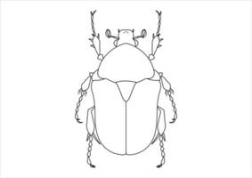 nero e bianca protaezia scarafaggio clipart. colorazione pagina di un' protaezia scarafaggio vettore