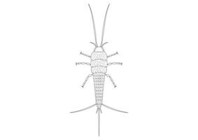 nero e bianca thysanura insetto vettore clipart. colorazione pagina di un' thysanura