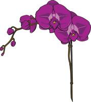 mano disegnato viola orchidea vettore