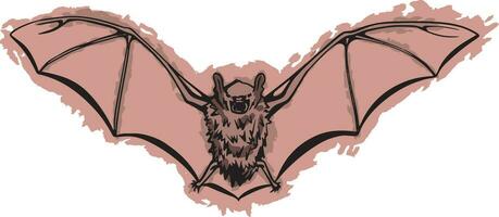 mano disegnato pipistrello vettore